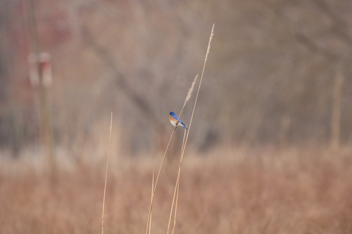 Eastern Bluebird - ML632053382