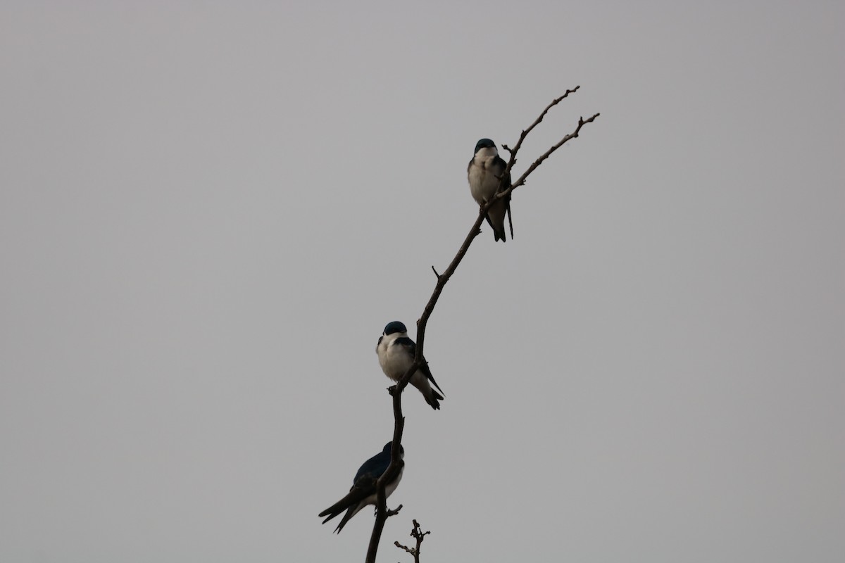 Tree Swallow - ML632053397