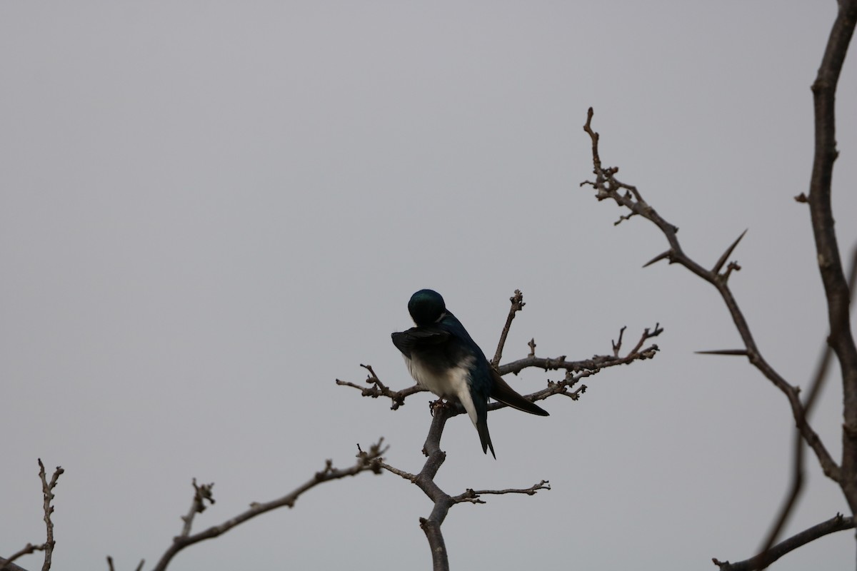 Tree Swallow - ML632053404