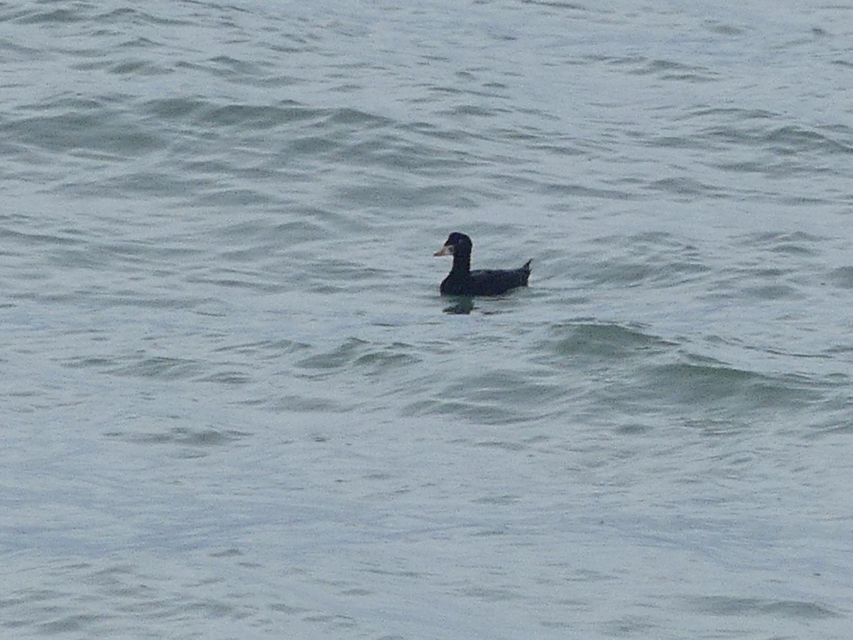 Surf Scoter - ML632053416
