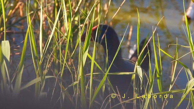 セイケイ - ML632053426