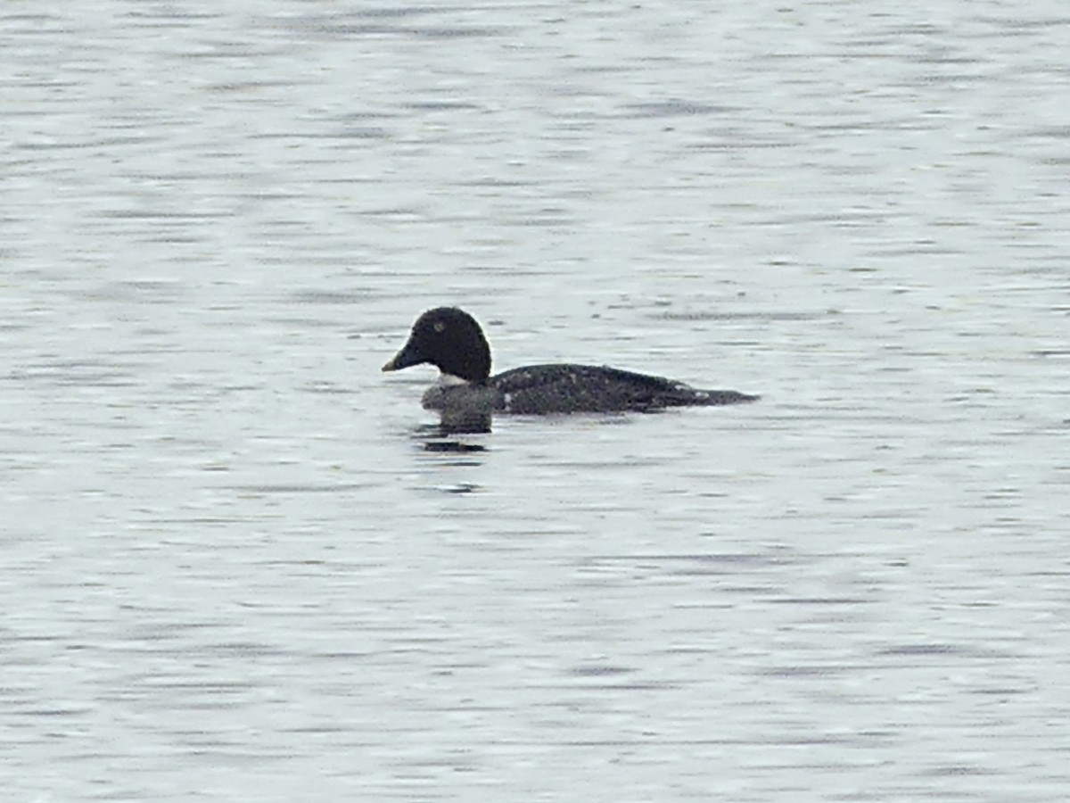 Common Goldeneye - ML632053526
