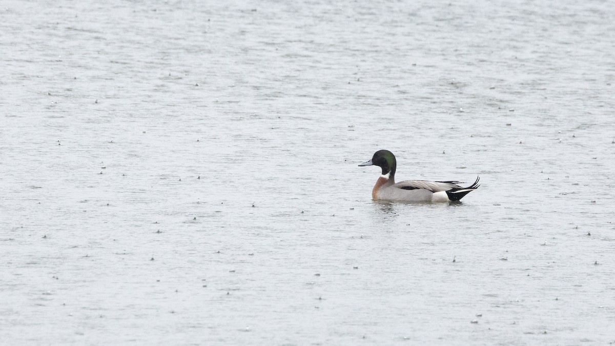 Mallard x Northern Pintail (hybrid) - ML632053671