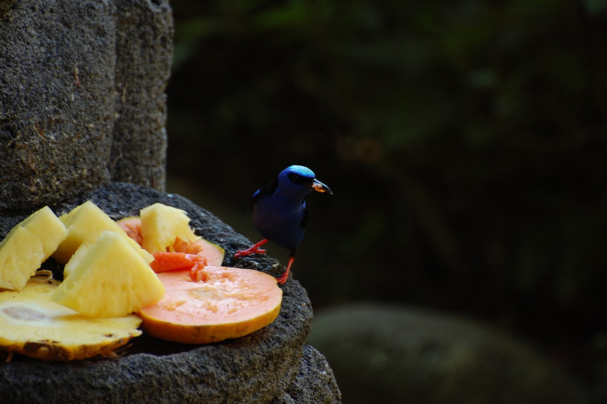 Red-legged Honeycreeper - ML632053698