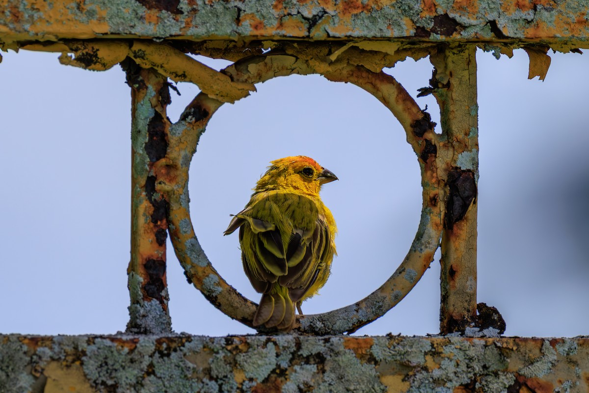 Saffron Finch - ML632053731