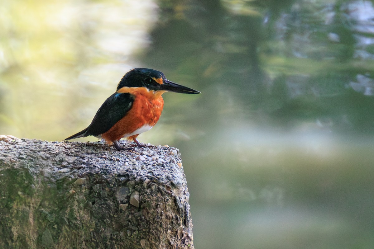 American Pygmy Kingfisher - ML632053750