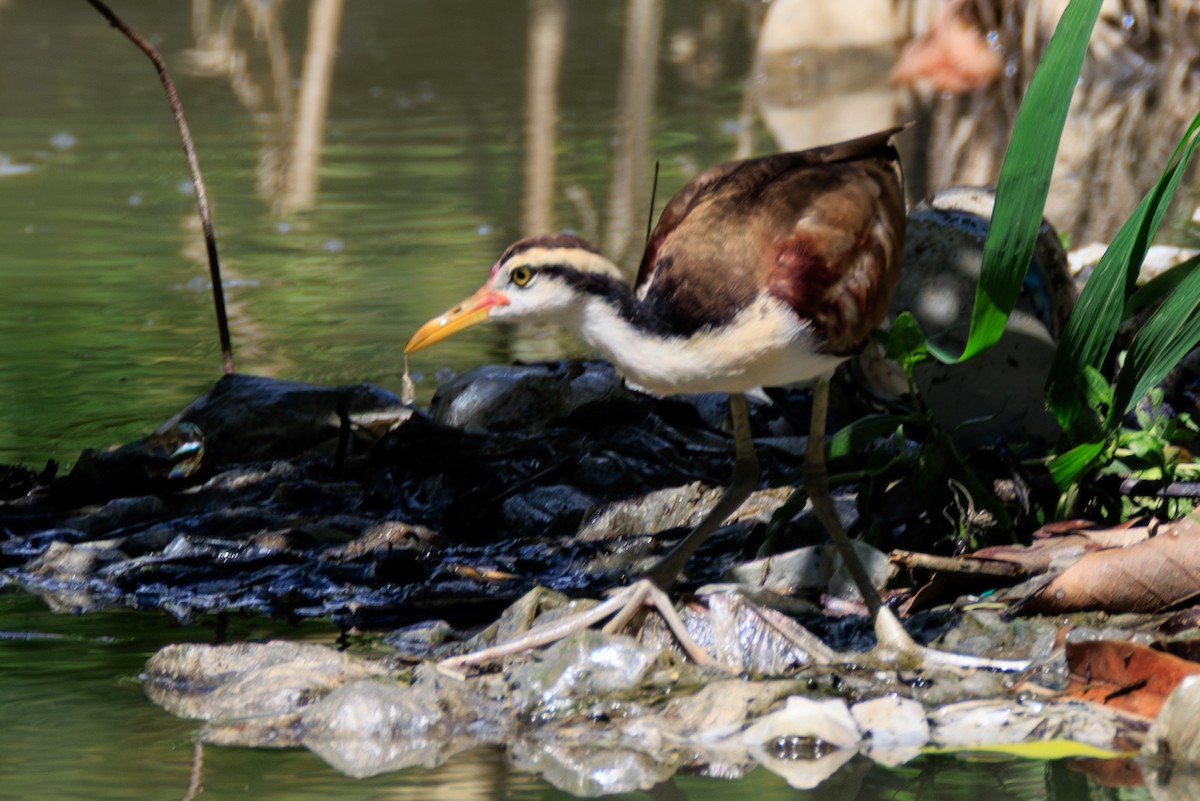 Wattled Jacana - ML632053837