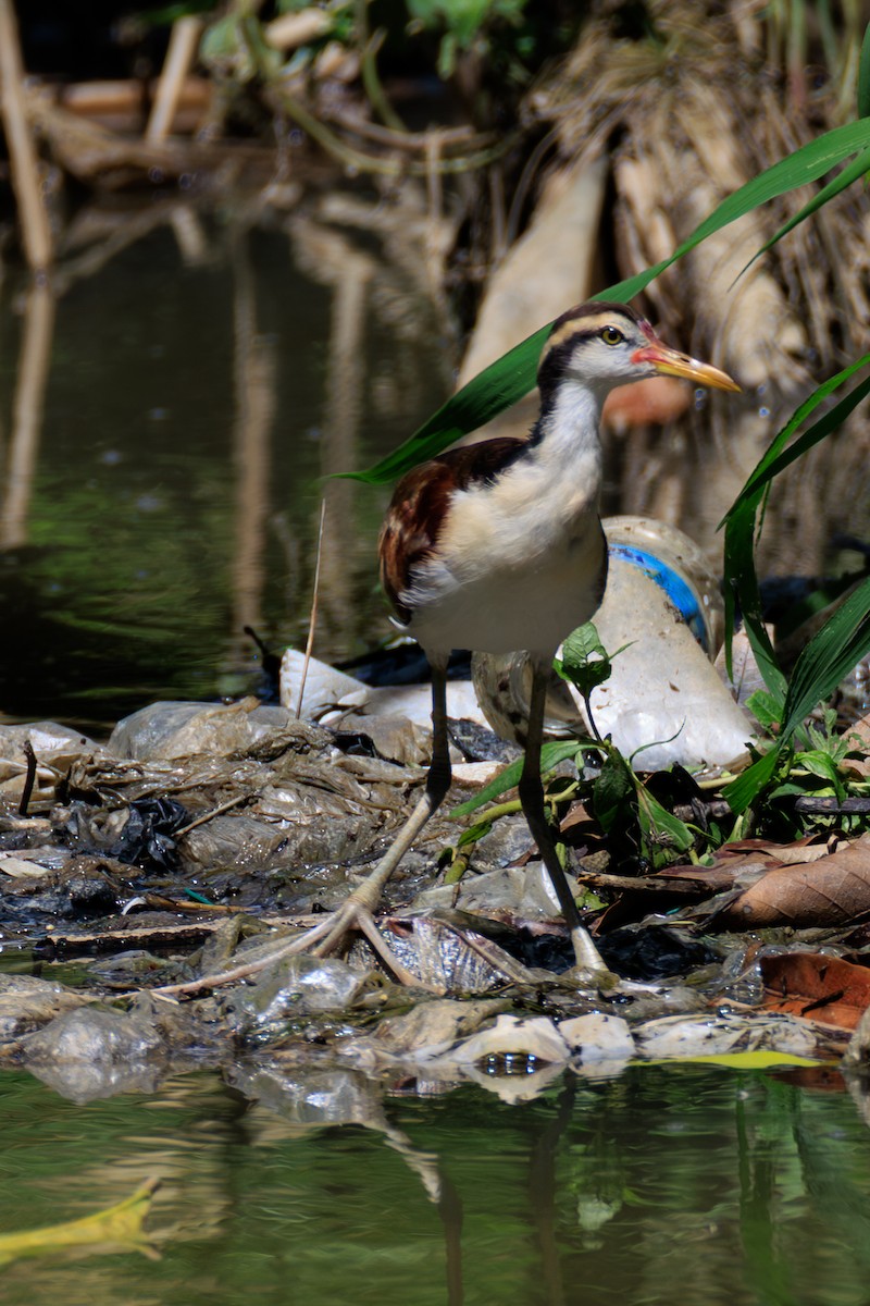 Wattled Jacana - ML632053838