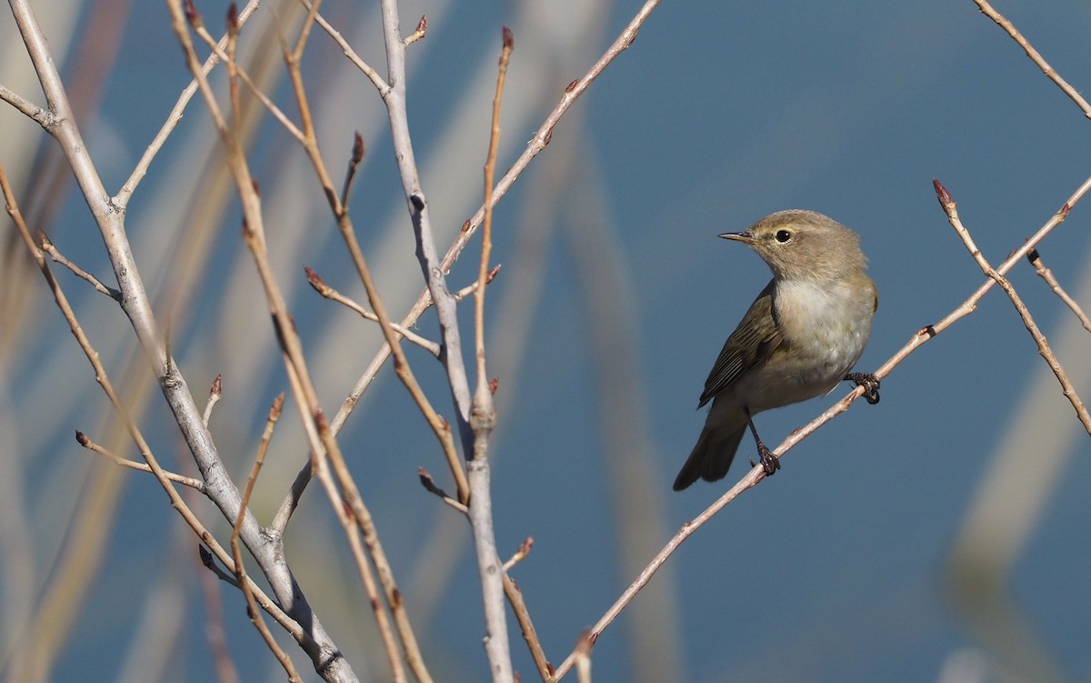 Common Chiffchaff - ML632053885