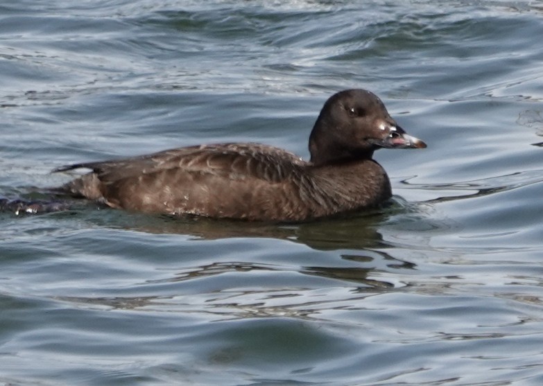 White-winged Scoter - ML632053908