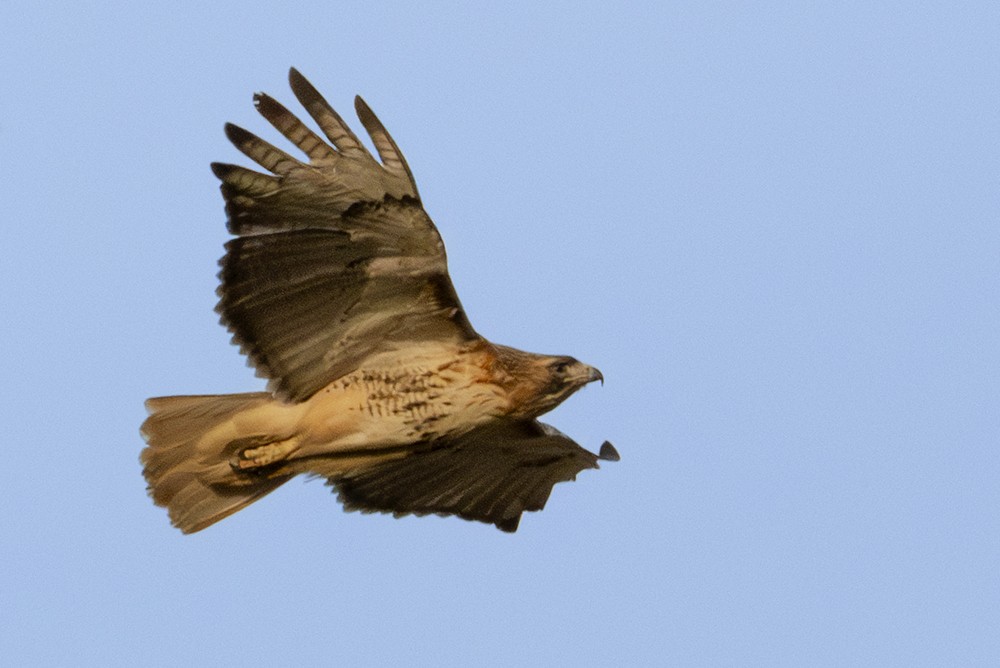 Red-tailed Hawk - ML632053933