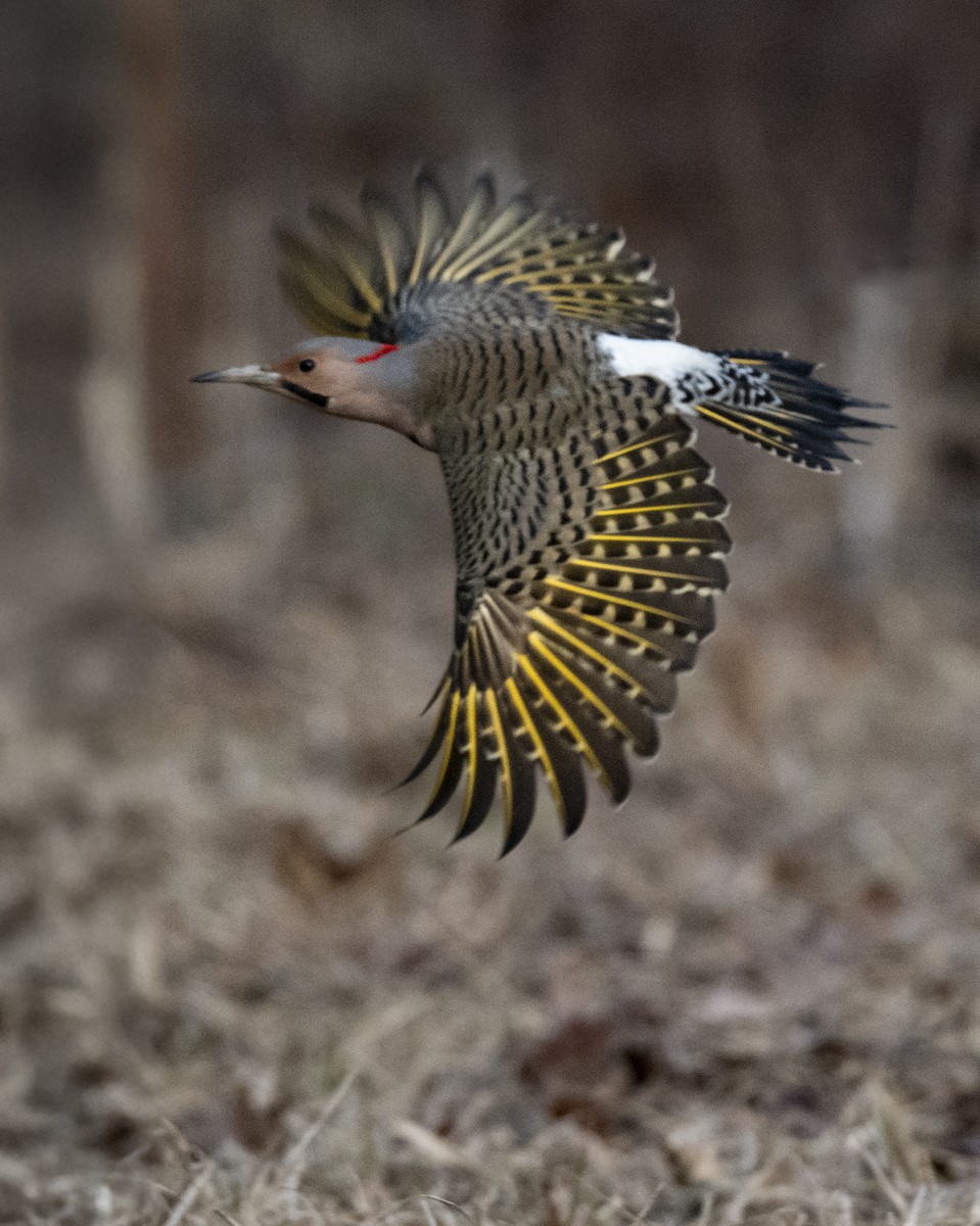 Northern Flicker - ML632053936