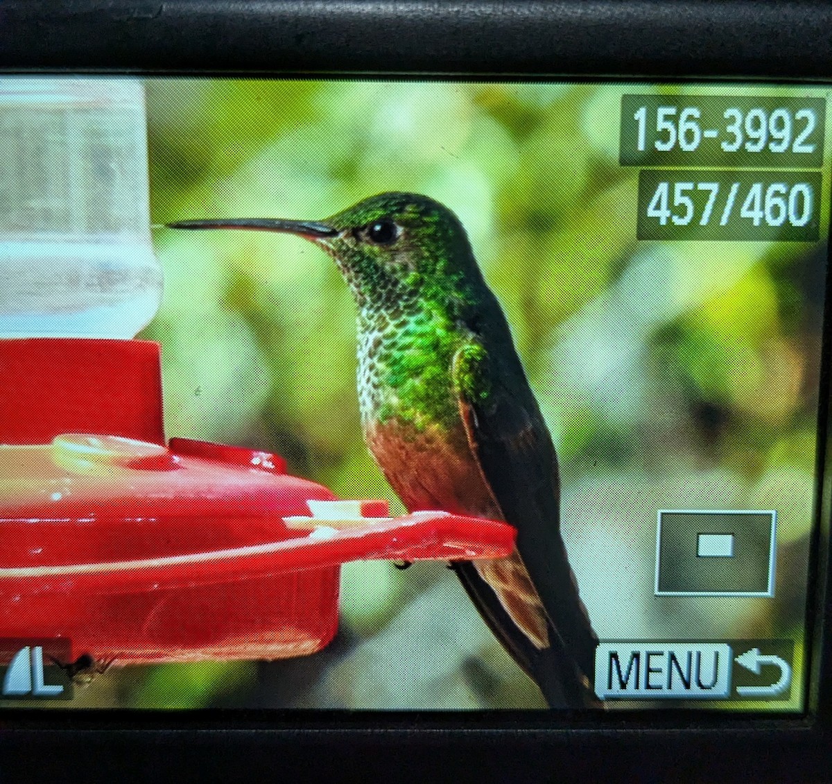 Berylline Hummingbird - ML632053954