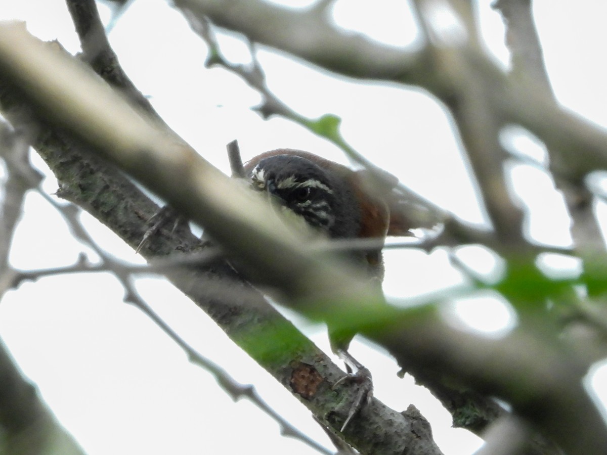 Whiskered Wren - ML632054050