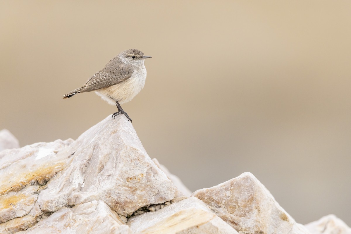 Rock Wren - ML632054139