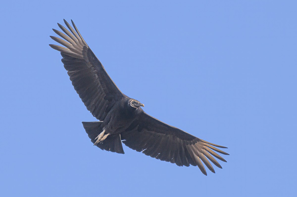 Black Vulture - ML632054154