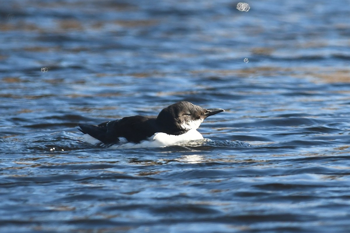 Thick-billed Murre - ML632054304