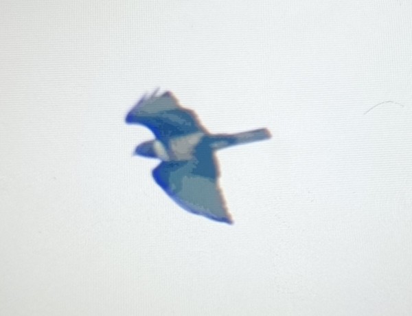 Black Baza - ML632054379