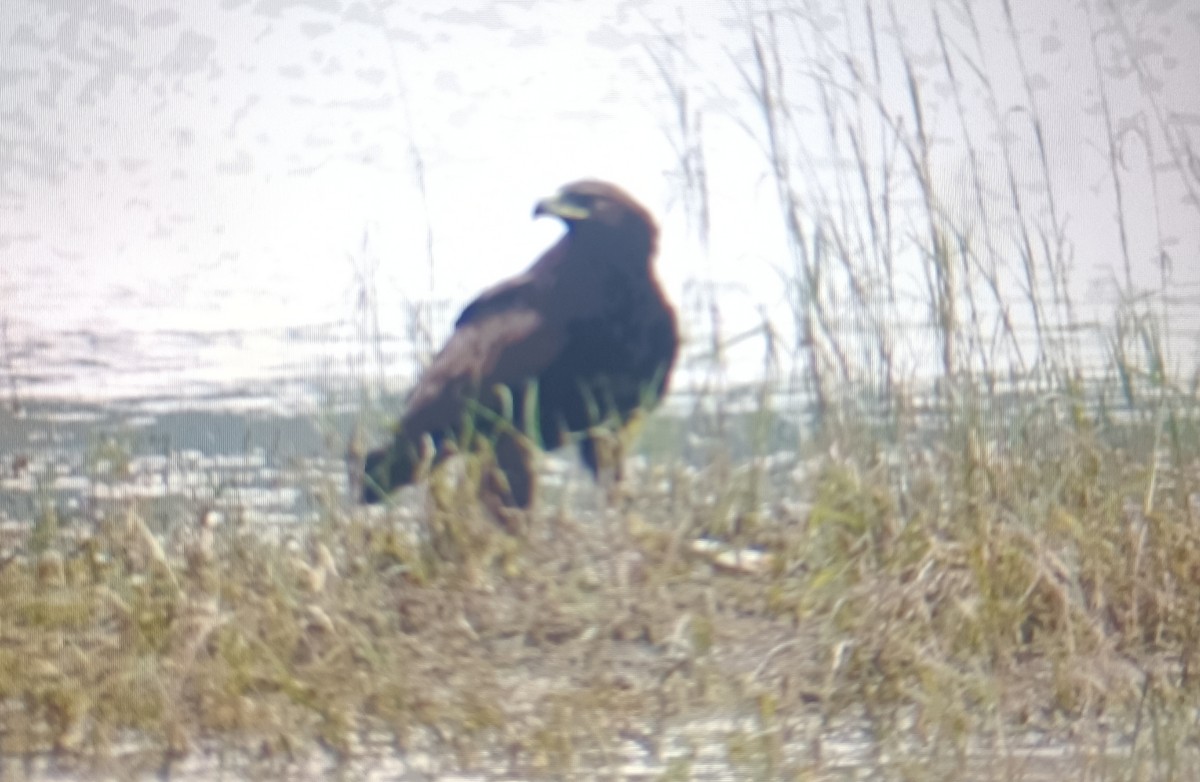 Greater Spotted Eagle - ML632054389
