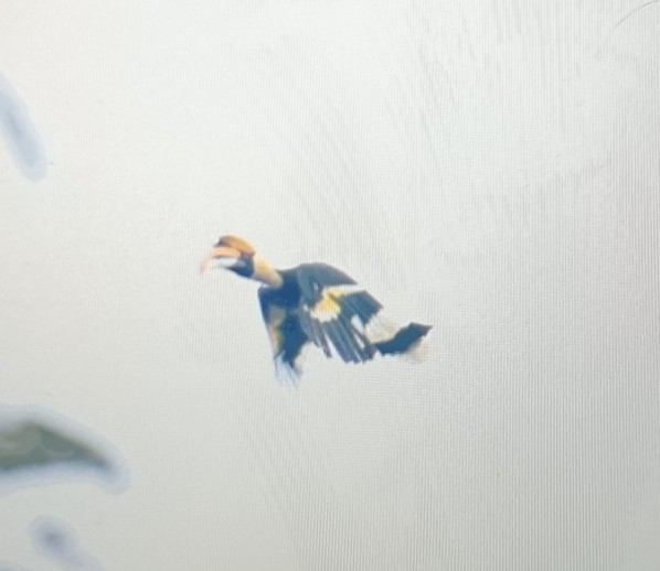 Great Hornbill - ML632054396