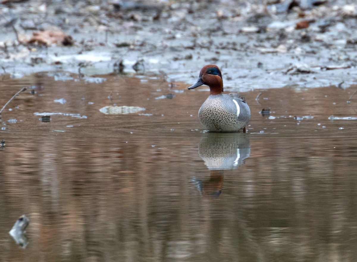小水鴨(carolinensis) - ML632054401