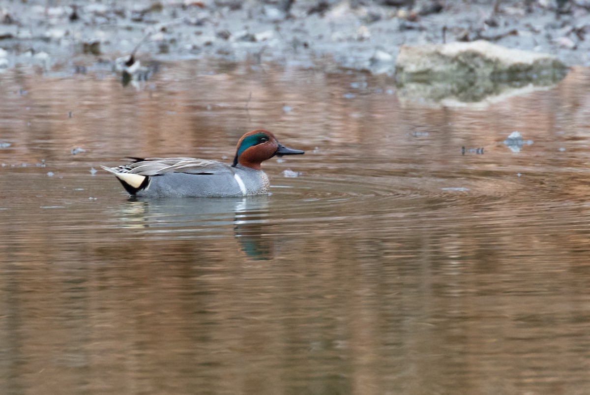 小水鴨(carolinensis) - ML632054402