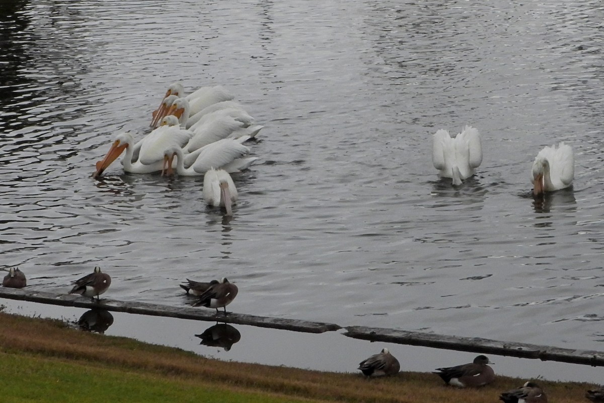 ML632054448 - American White Pelican - Macaulay Library