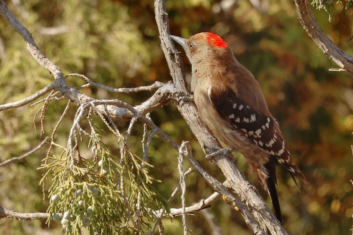 Arabian Woodpecker - ML632054513
