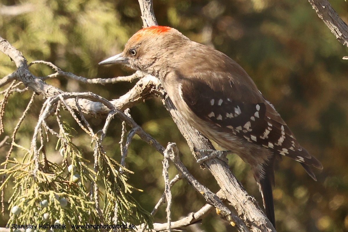 Arabian Woodpecker - ML632054514