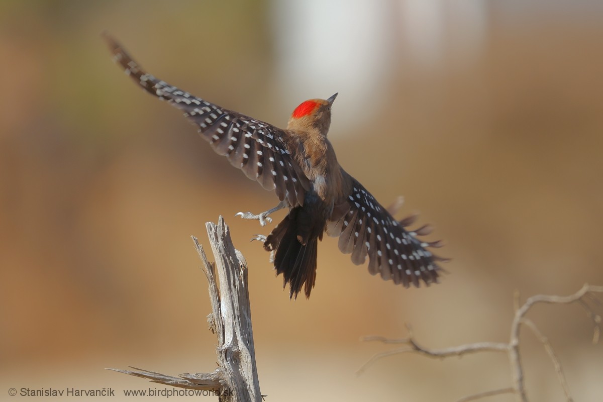 Arabian Woodpecker - ML632054516