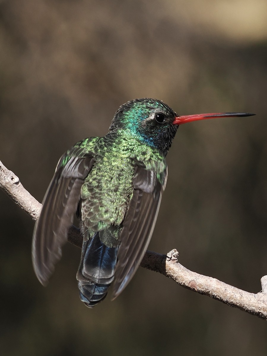 Broad-billed Hummingbird - ML632054594