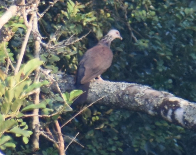 Nilgiri Wood-Pigeon - ML632054758