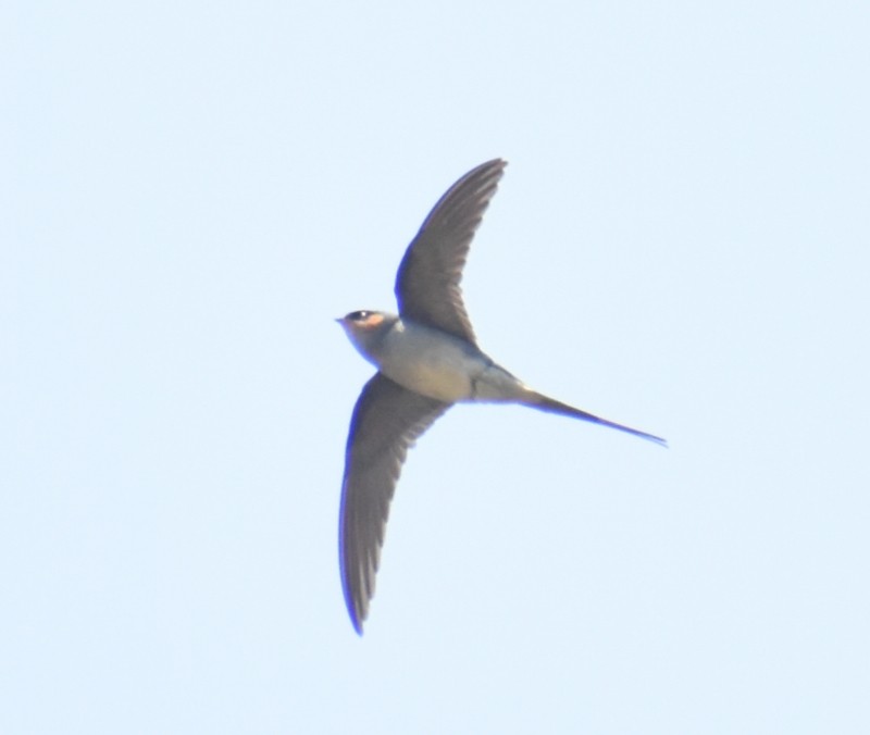 Crested Treeswift - ML632054764