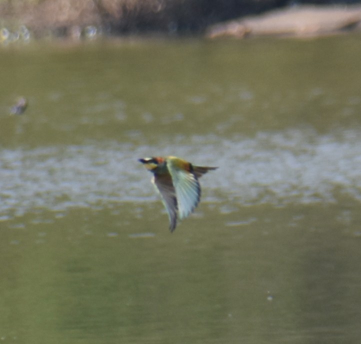 European Bee-eater - ML632054774