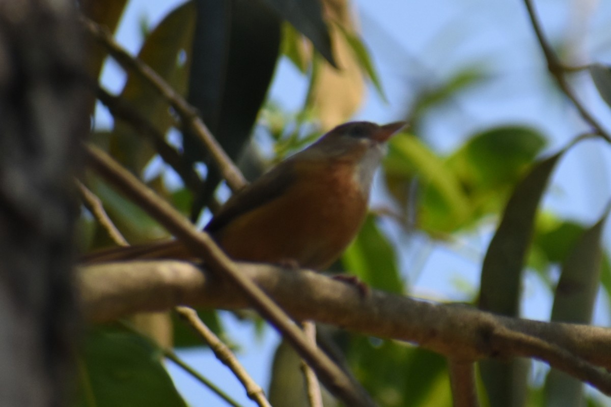 Tawny-bellied Babbler - ML632054784