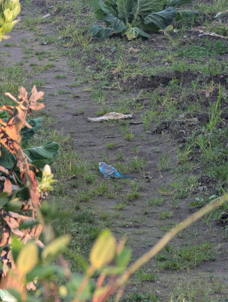 Budgerigar - ML632054844