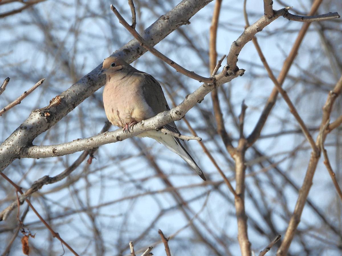 Mourning Dove - ML632055007