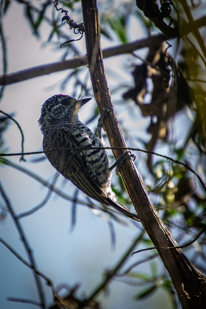 White-barred Piculet - ML632055022