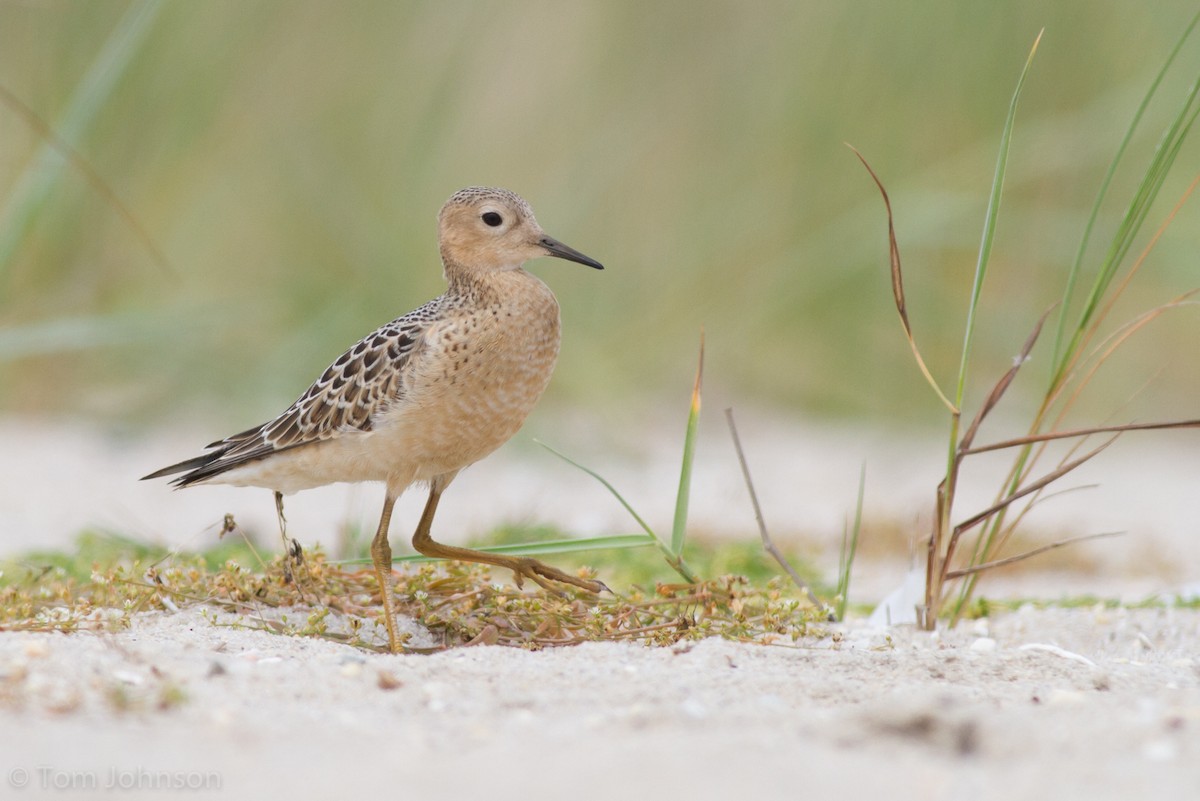 Buff-breasted Sandpiper - ML63205511