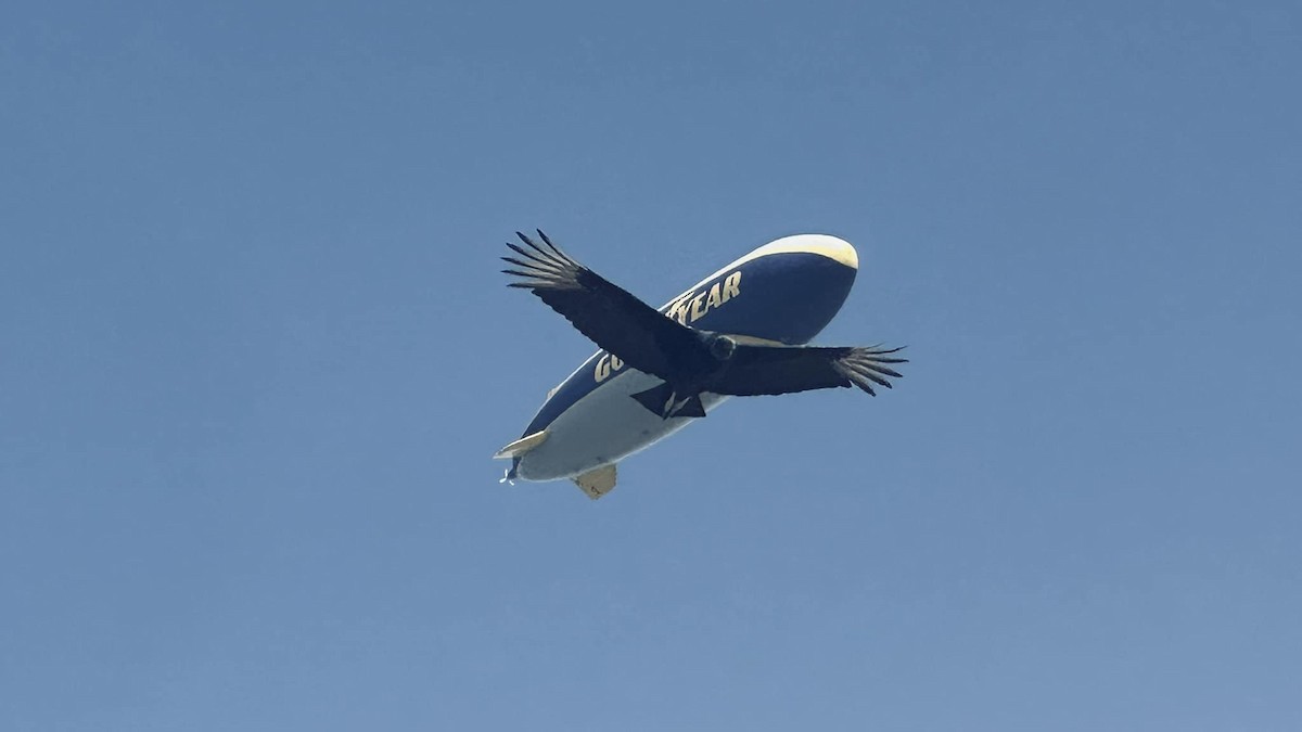 Black Vulture - ML632055167