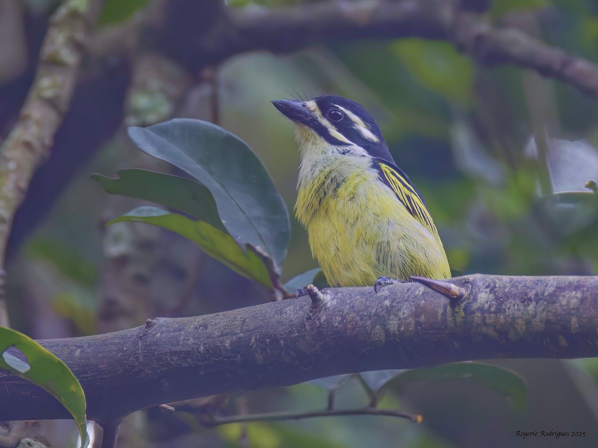 Yellow-rumped Tinkerbird - ML632055190