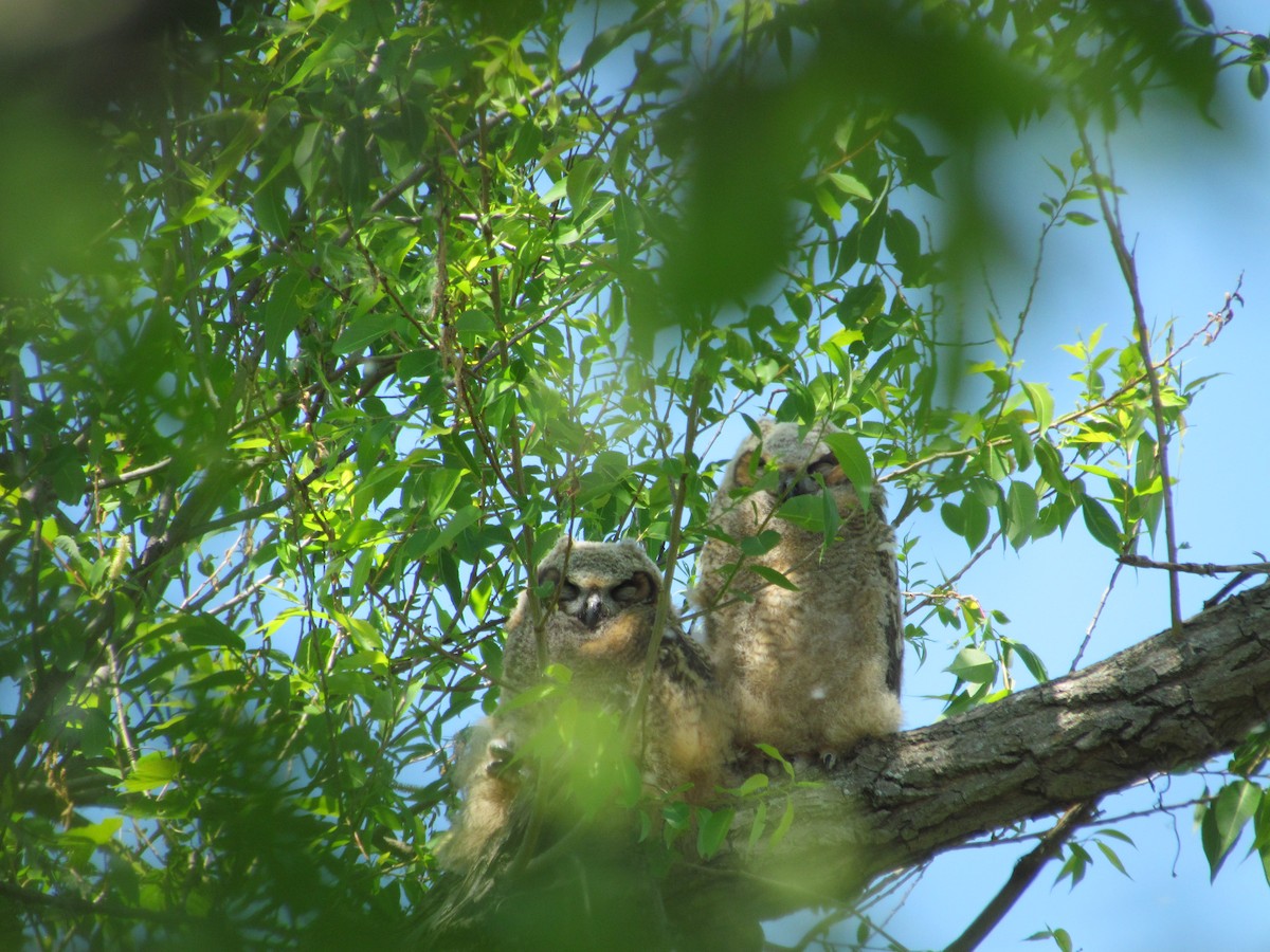 Great Horned Owl - ML632055201