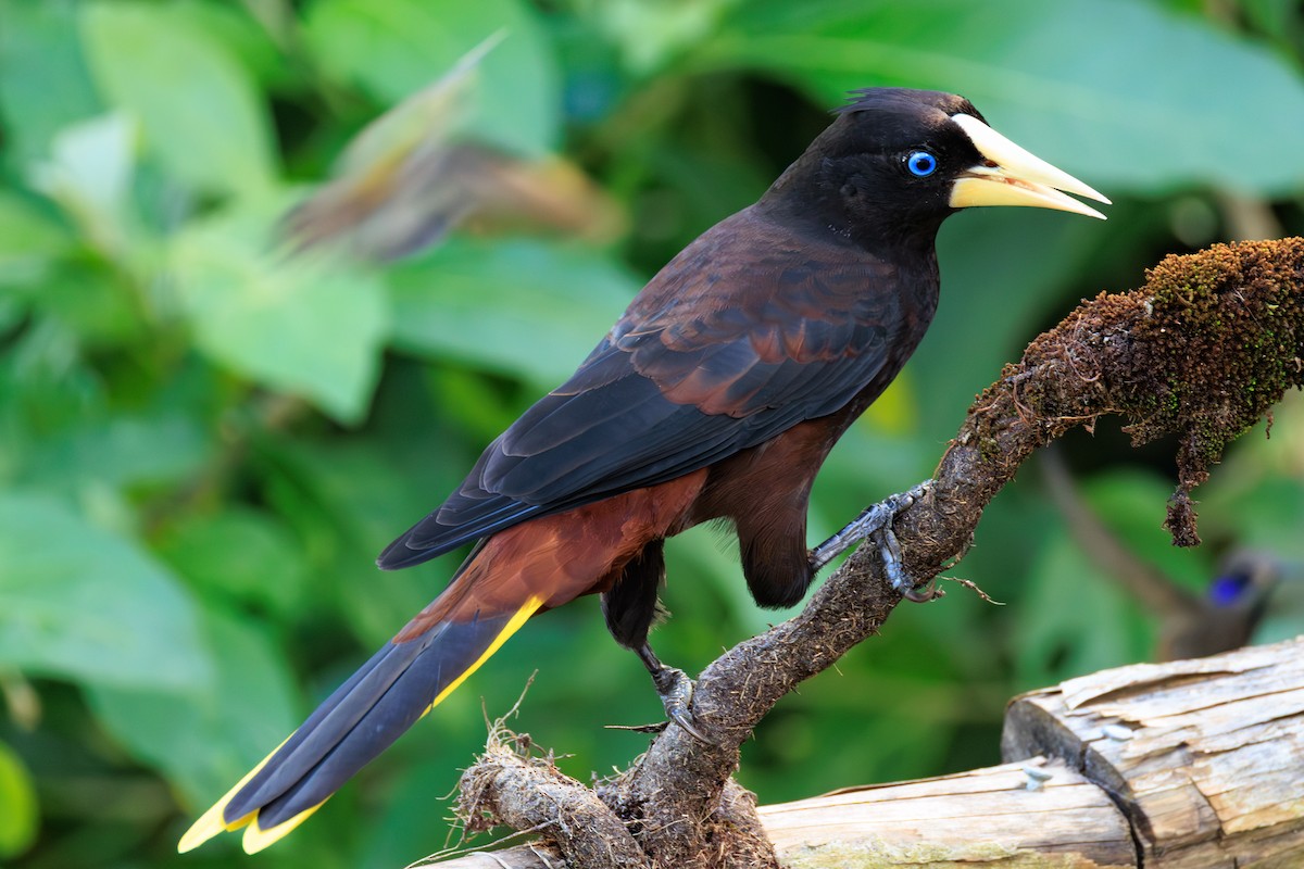 Crested Oropendola - Norman Graf