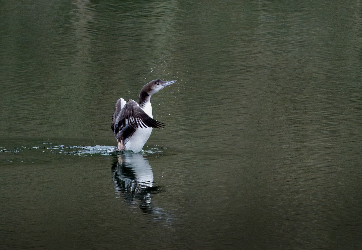 Common Loon - ML632055296
