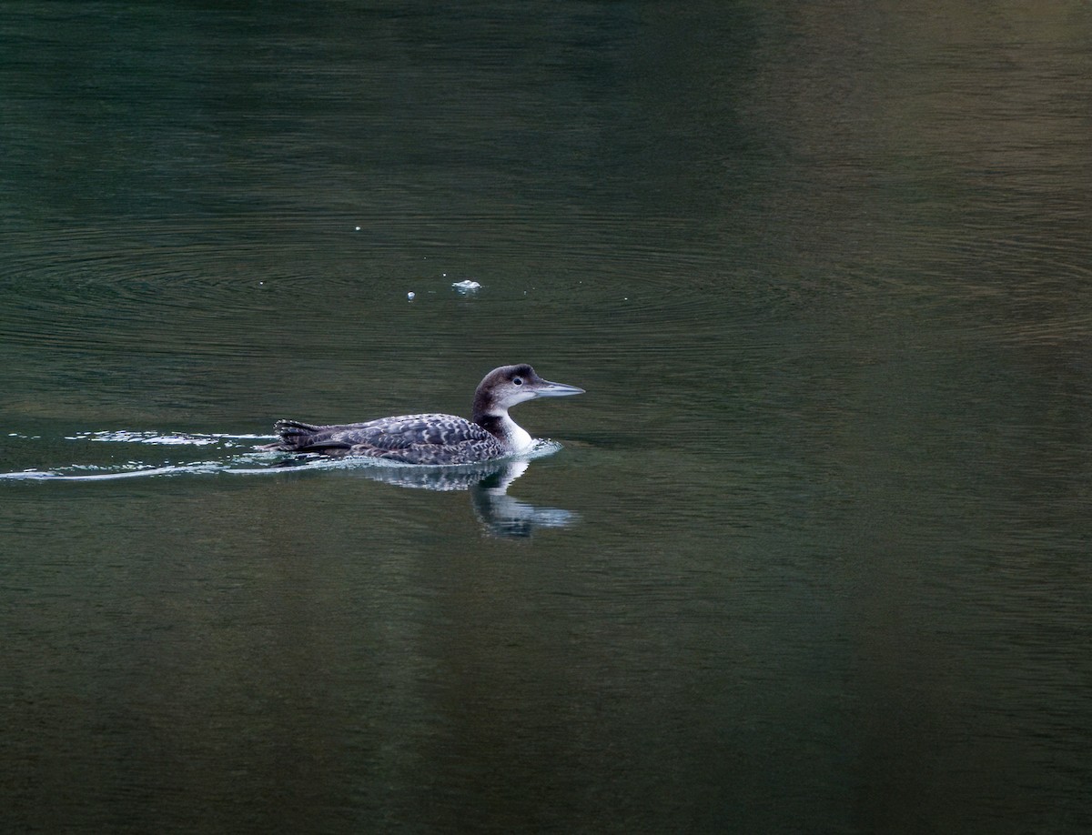 Common Loon - ML632055297