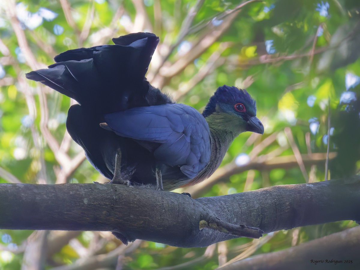 Purple-crested Turaco - ML632055324
