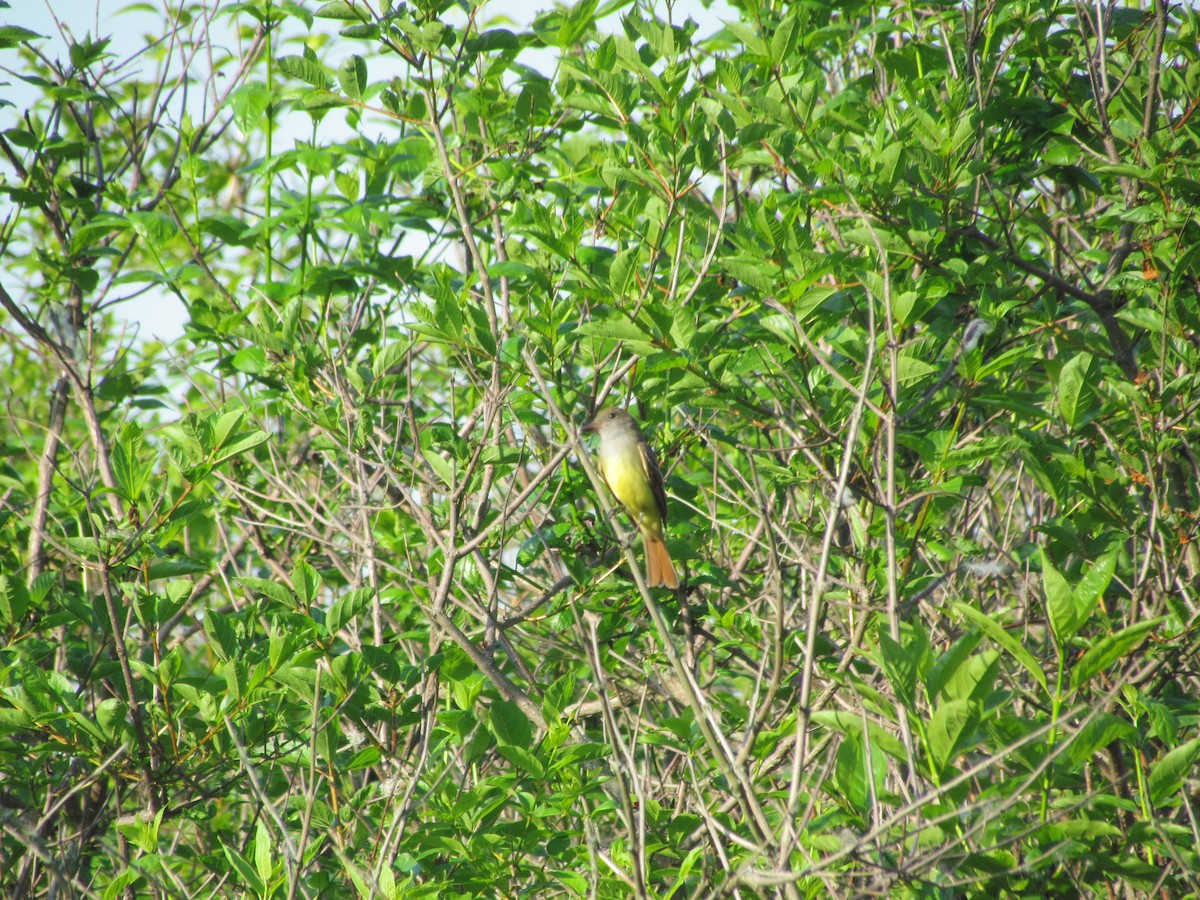 Great Crested Flycatcher - ML632055346