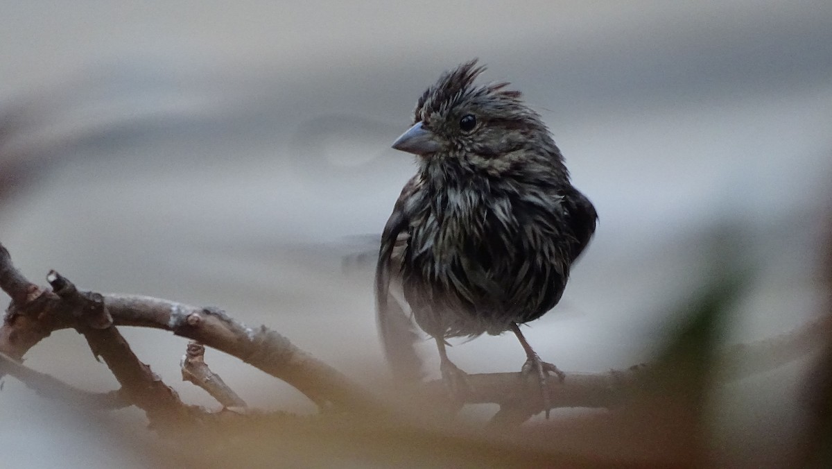 Song Sparrow - ML632055358