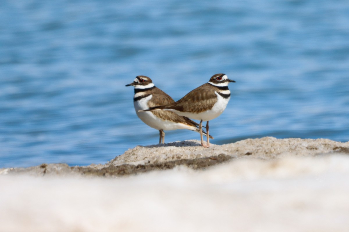 Killdeer - ML632055369