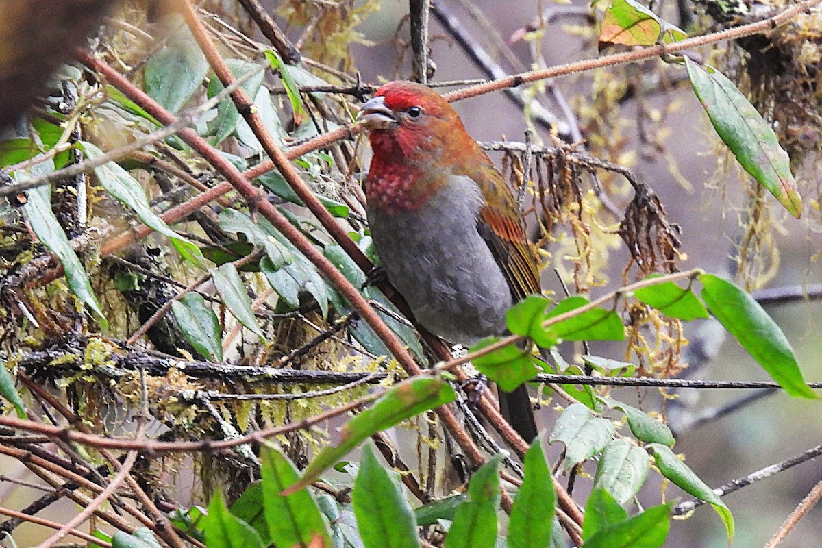 Crimson-browed Finch - ML632055484